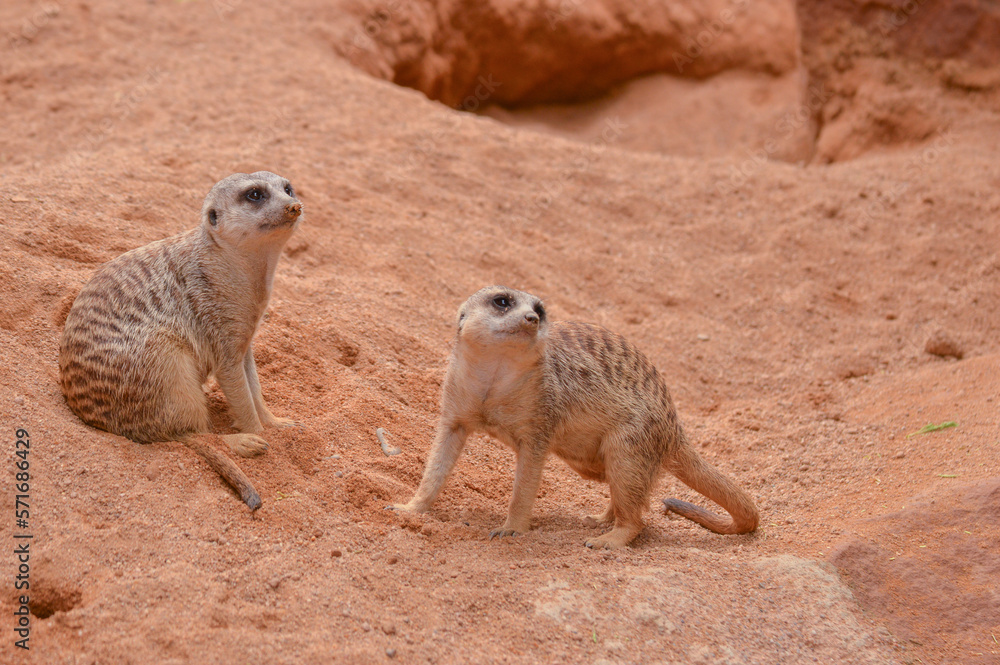 Fototapeta premium meerkat on the lookout
