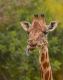 A very funny portrait of a giraffe