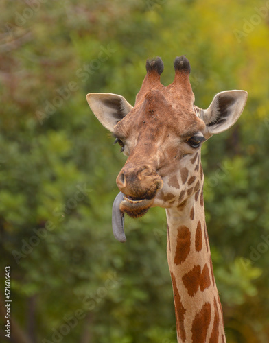 A very funny portrait of a giraffe