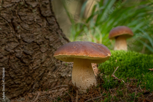 Penny Bun Bolete mushroom (Boletus edulis)