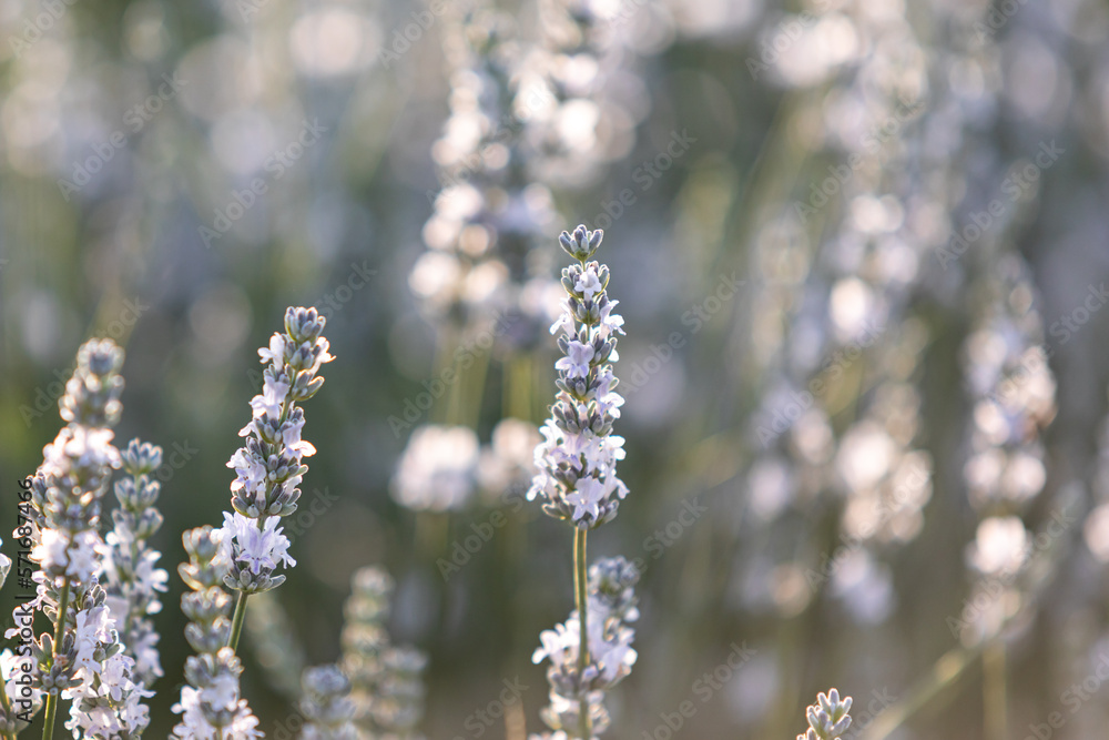 Sunset over a white lavender field in Provence, France. Sunset over a white lavender field in Provence, France.