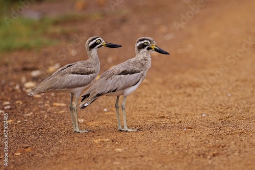 A pair of The great stone-curlew or great thick-knee (Esacus recurvirostris), Dytík Křivozobý, funny grey bird with big eyes and large beaks standing in open land with nice composition