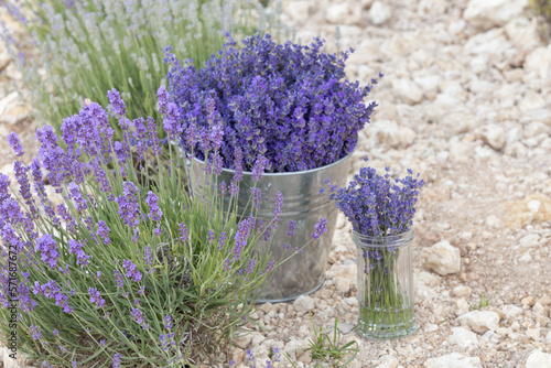 Harvesting season. Lavender bouquets in the bucket.