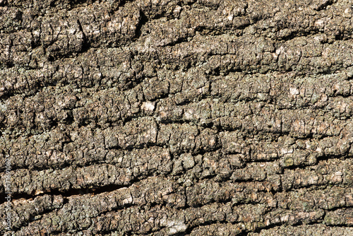 Tree bark texture. Forest moss background. Swamp environment background. Natural wood texture. Tree trunk in a forest closeup. Rustic vintage brown background.