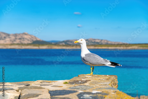 Seagull in front of the sea