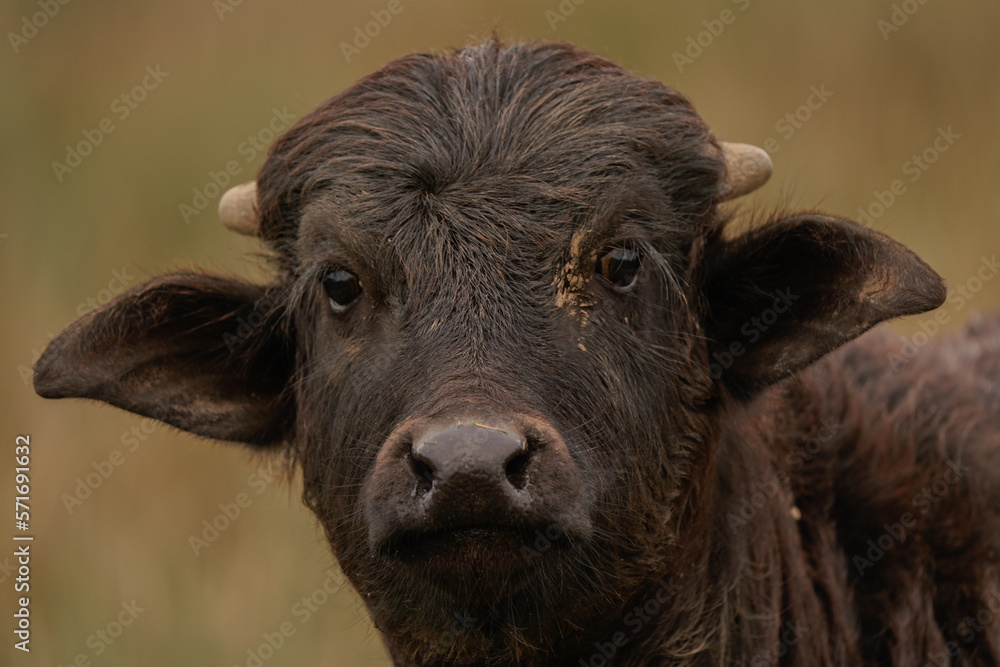 The head of a water buffalo The head of a water buffalo