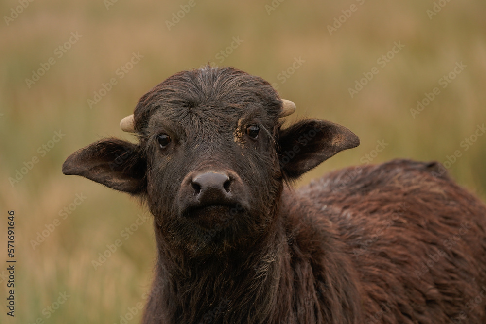 The head of a water buffalo