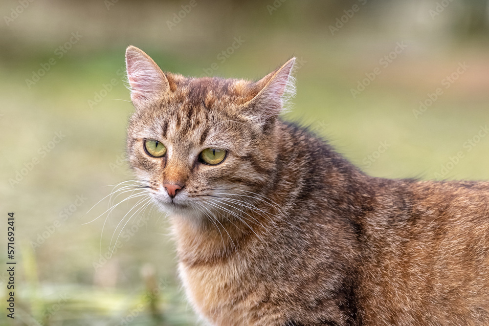 A brown striped cat is looking carefully at something in the green grass in the summer, looking for prey