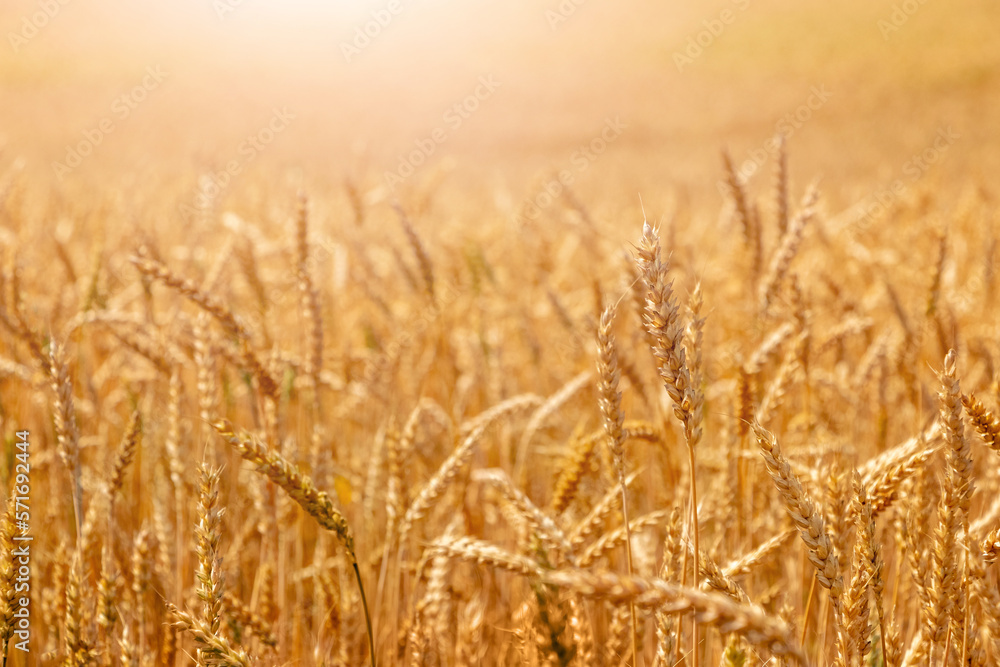 Wheat field with ripe ears in sunlight. Cultivation of wheat