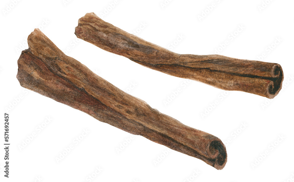 Dried bark sticks of Cinnamon, watercolor Dried bark sticks of Cinnamon, watercolor
