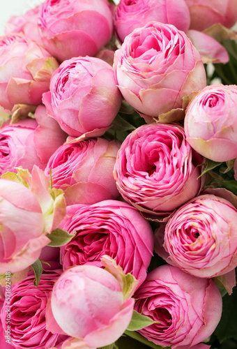 Delicate blooming pink flowers. Blooming rose background, festive background, close-up, selective focus