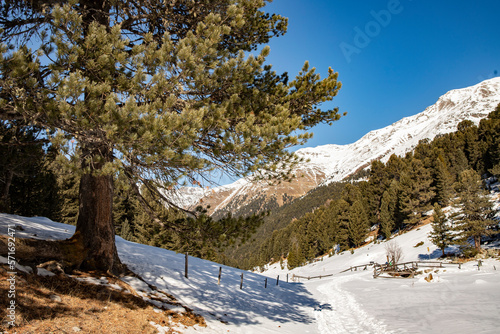 ARVEN WALD. SCHWEIZER NATIONAL PARK. WINTER LANDSCHAFT. WANDERWEG S-CHARL