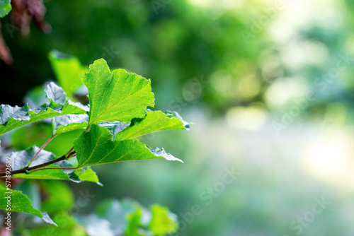 Tree branch with green leaves in forest in sunny weather on blurred background  summer background