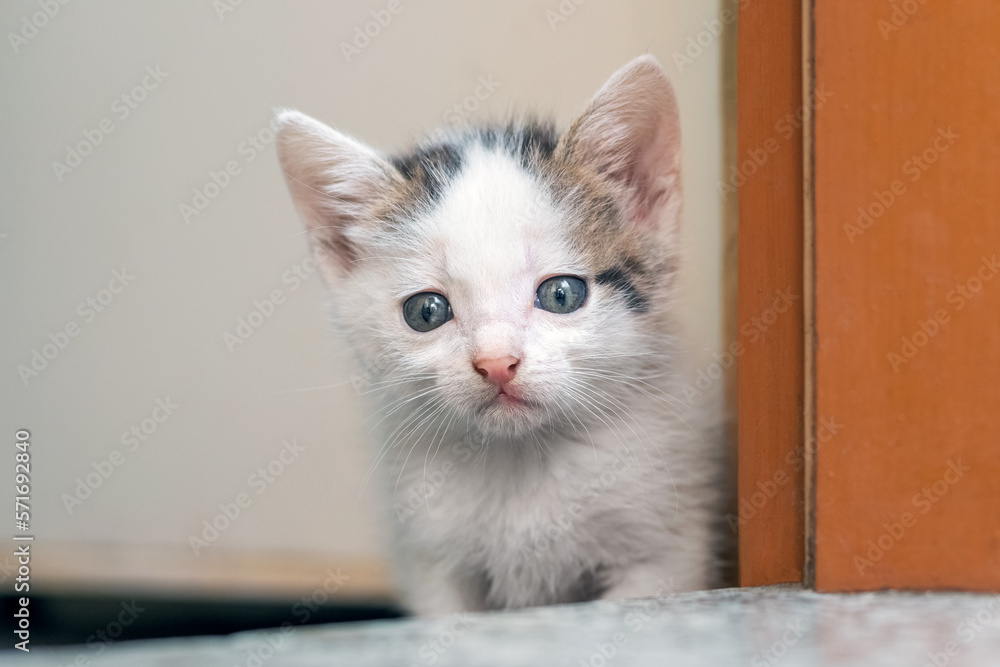 A small cute kitten in the room peeks because of the door