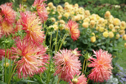 Dahlias bicolor yellow to pink-red