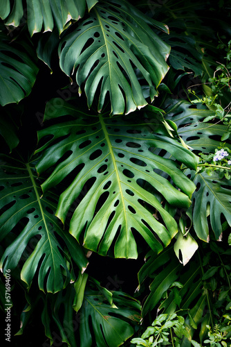  Jungle wall background. Green tropical palm leaves with monstera foliage forest. © uladzimirzuyeu