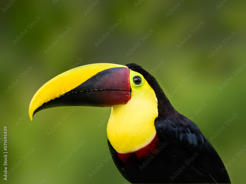 Naklejka premium Yellow-throated Toucan closeup portrait on green background
