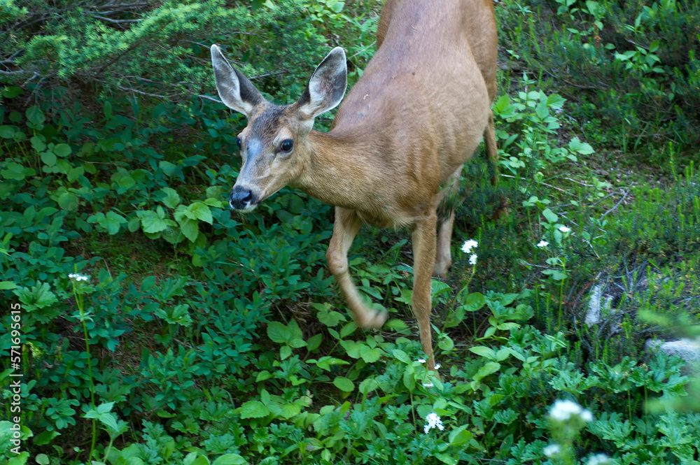 Columbian black-tailed deer ( Odocoileus hemionus columbianus) deer ...