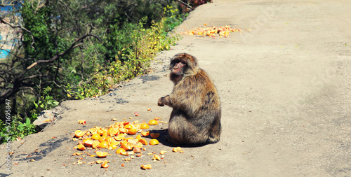 The Barbary Macaque monkey eating fruits. Gibraltar, United Kingdom