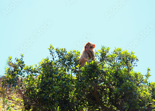 The Barbary Macaque monkeys of Gibraltar, United Kingdom