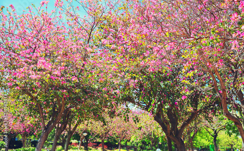 Beautiful blooming garden park in spring day