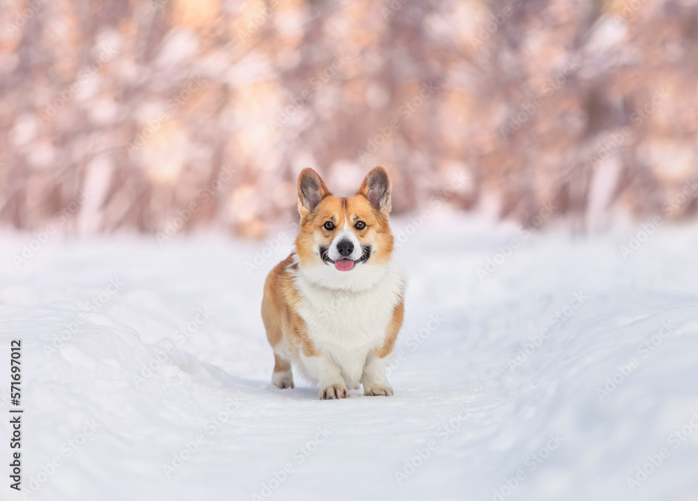 cute cheerful dog corgi pembroke walks on a sunny winter the park cute cheerful dog corgi pembroke walks on a sunny winter the park