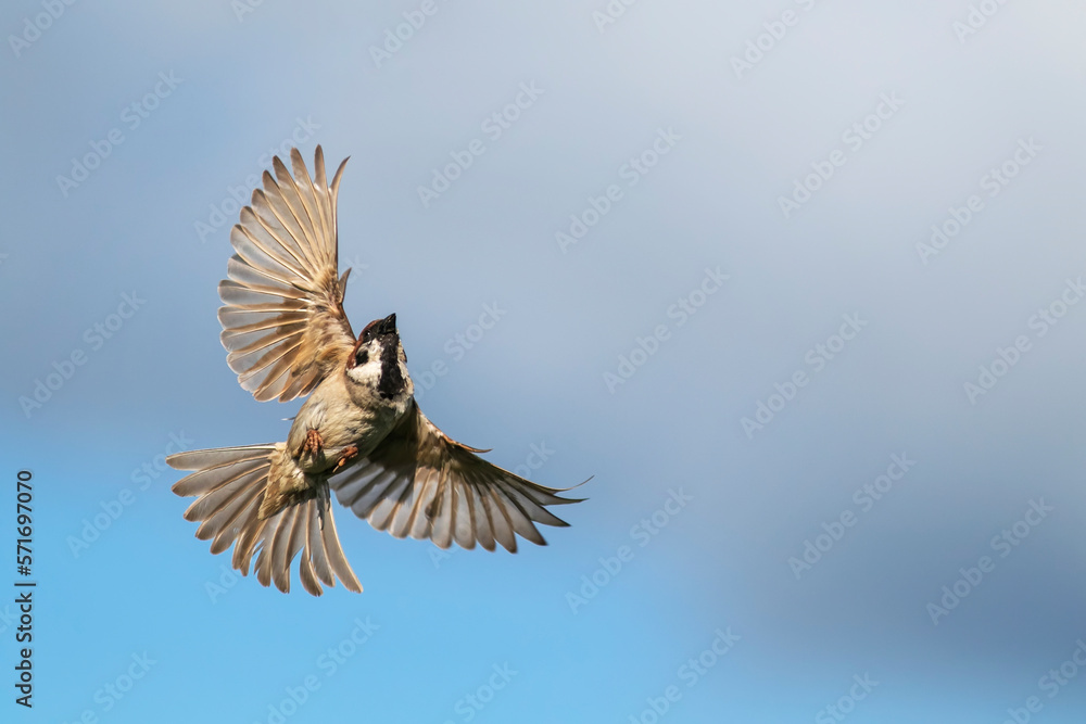 Obraz premium cute bird sparrow flies against the blue sky with wings and feathers spread