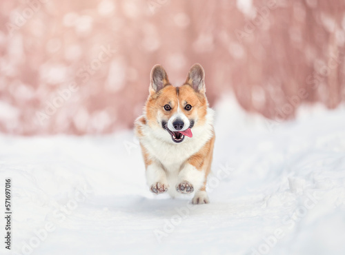cute cheerful dog corgi pembroke runs on a sunny winter park in the snow