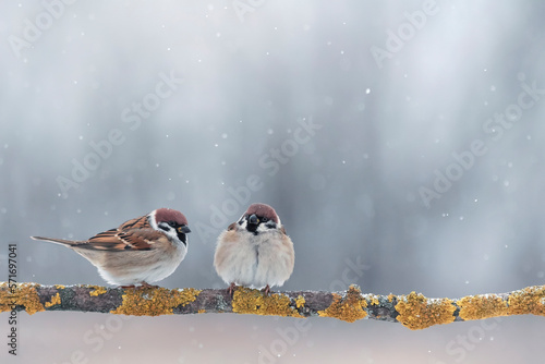  pair of birds sparrows sitting on a branch in a winter snow garden