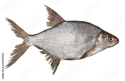 Bream fish on transparent background. isolated object. Element for design