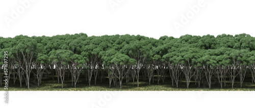 forest line  trees in the forest with grass and fallen leaves  isolated on transparent background  3D illustration  cg render