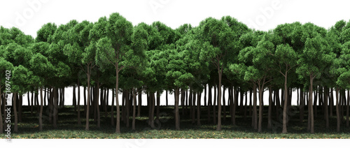 forest line  trees in the forest with grass and fallen leaves  isolated on transparent background  3D illustration  cg render