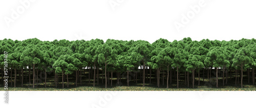 forest line  trees in the forest with grass and fallen leaves  isolated on transparent background  3D illustration  cg render