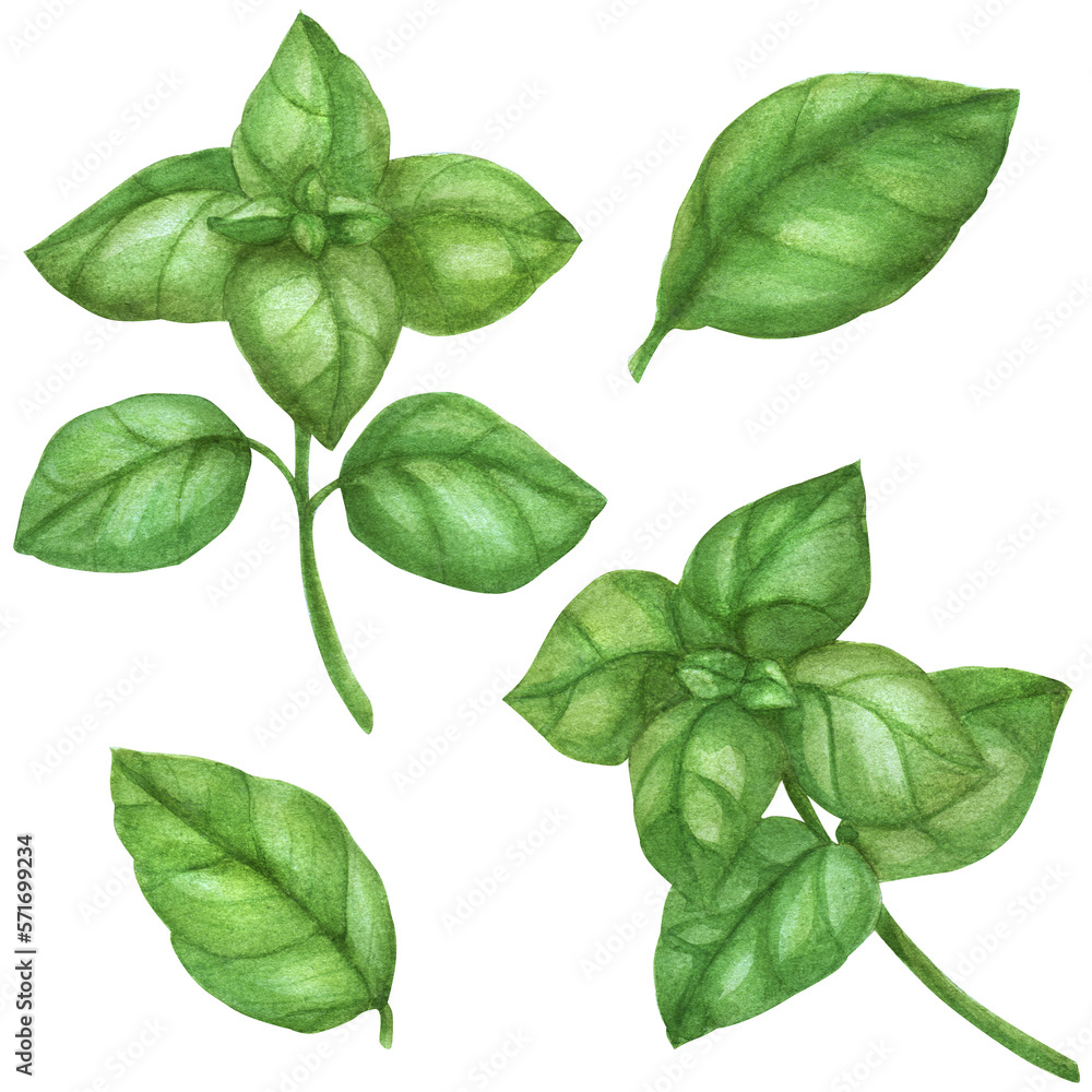 Botanical watercolor illustration. Fresh green italian basil herb Botanical watercolor illustration. Fresh green italian basil herb