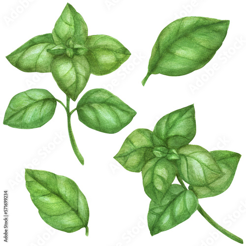 Botanical watercolor illustration. Fresh green italian basil herb