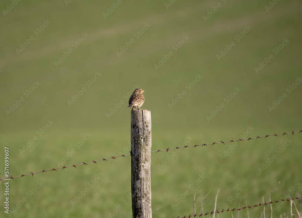 close up of a Corn bunting (Emberiza calandra) close up of a Corn bunting (Emberiza calandra)