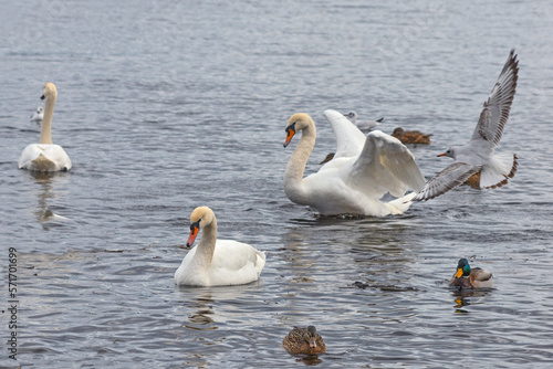 Gorgeous white elegant swans bird on a foggy winter Lake, at Obolon district of Kyiv, Ukraine. photo