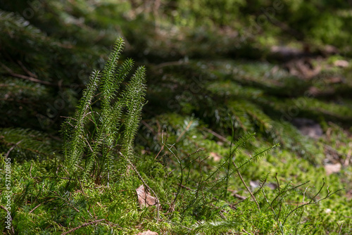 Substrate of spruce forest after winter. Awakening. photo