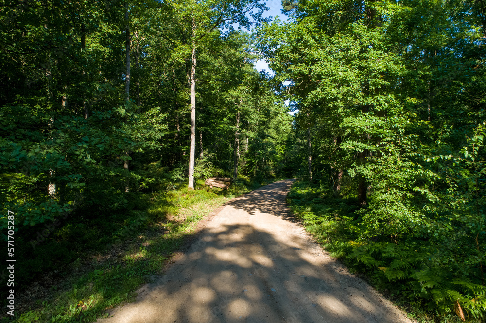 Oak forest in the morning sun. Walking path in the middle of an old oak forest on a beautiful summer day.