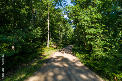 Obraz na płótnie Oak forest in the morning sun. Walking path in the middle of an old oak forest on a beautiful summer day. w salonie