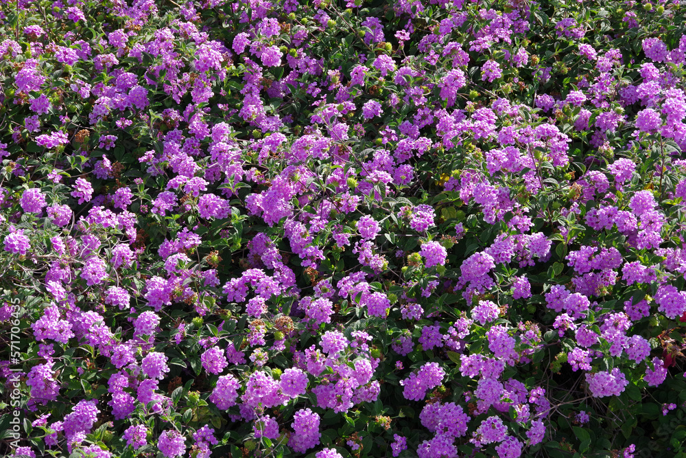 Pink purple white verbena vervain ground cover flowers Pink purple white verbena vervain ground cover flowers