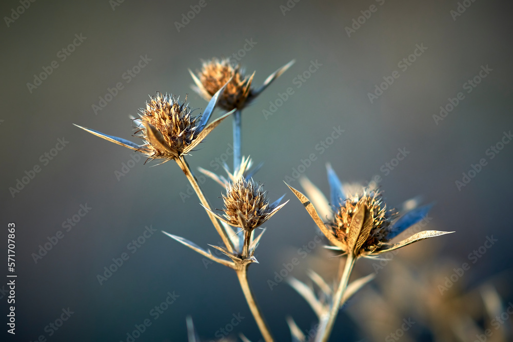 Obraz premium prickly thistle, thistle sprig close-up