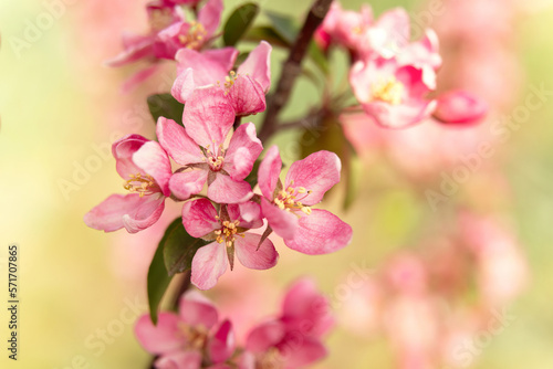 Background of flowers of an apple-tree of Nedzvetsky (Malus niedzwetzkyana Dieck)
