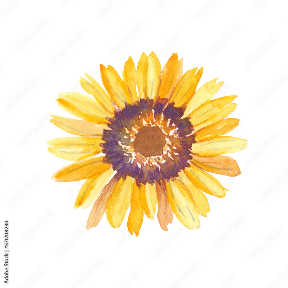 Fototapeta premium Yellow watercolor flower. Ursinia. Botanical illustration isolated on white background. Can be used for stickers, cards, farbic prints, cosmetic packaging design.