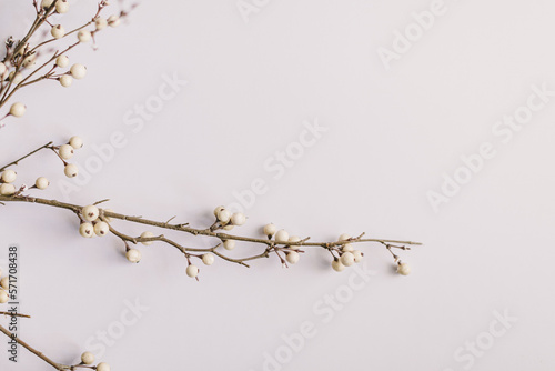 branches of willow white