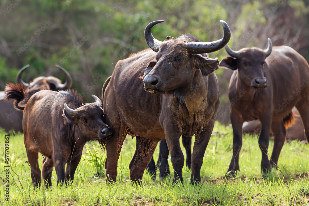 A group of African buffaloes is located in Tsavo National Park, Kenya. A group of African buffaloes is located in Tsavo National Park, Kenya.
