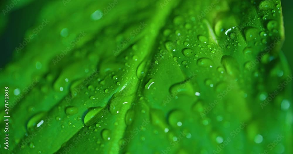 Water drop on Green Leaves Ecology Fresh Water Drops On Leaves Eco Droplets Water drop on Green Leaves Ecology Fresh Water Drops On Leaves Eco Droplets