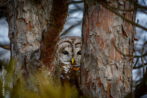 Barred Owl Peeking