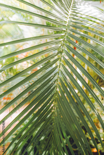 Green leaves background. Abstract natural floral background.