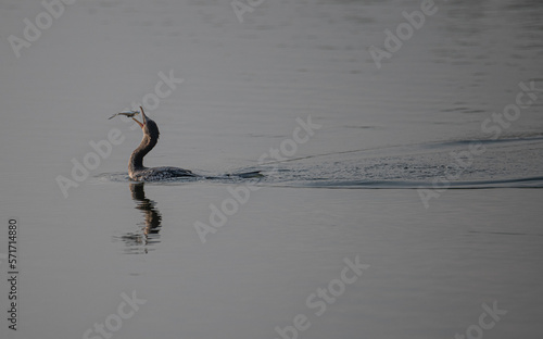 A reed cormorant on the banks of the coast of the Lagos lagoon © Mujib
